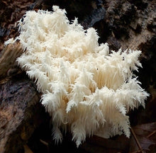 Fresh Coral Tooth Mushroom