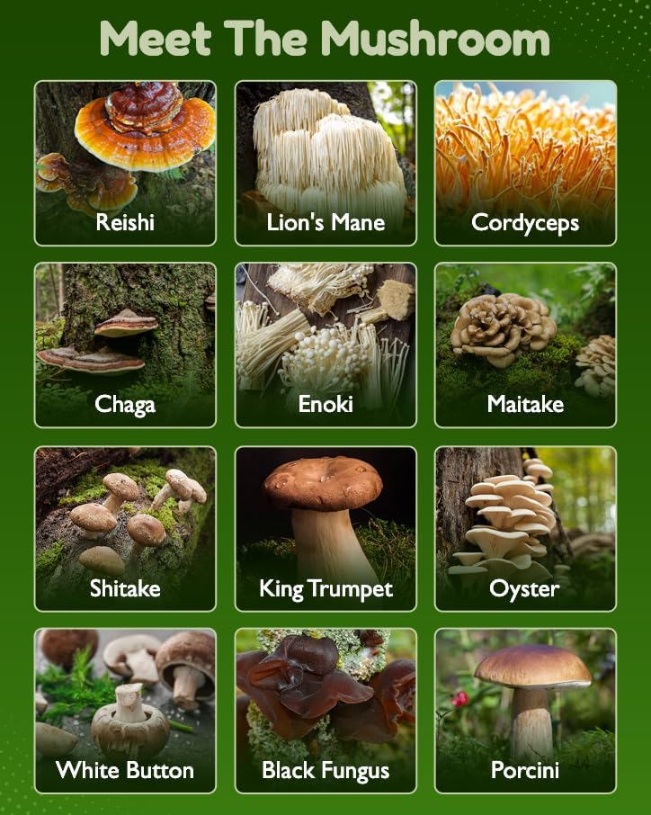 12-in-1 Mushroom Gummies – Lion’s Mane, Reishi & Cordyceps Blend | Vegan Daily Wellness Gummies