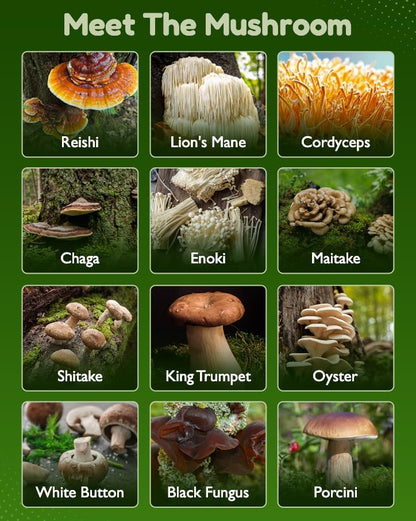 12-in-1 Mushroom Gummies – Lion’s Mane, Reishi & Cordyceps Blend | Vegan Daily Wellness Gummies
