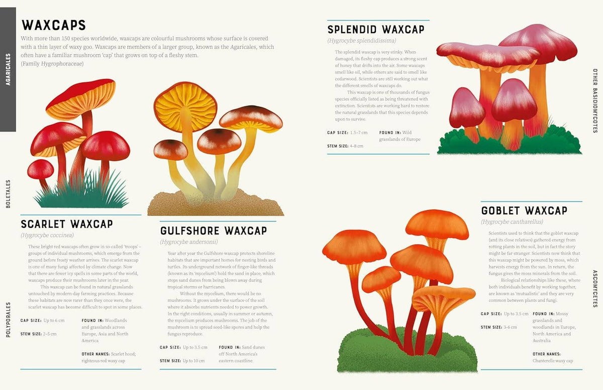 Encyclopedia of Fungi