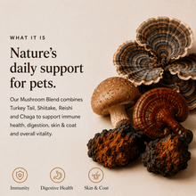 Ancient Extracts 4 Mushroom Blend for Dogs & Cats – 60g